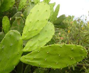 el nopal es un alimento funcional Imagen20